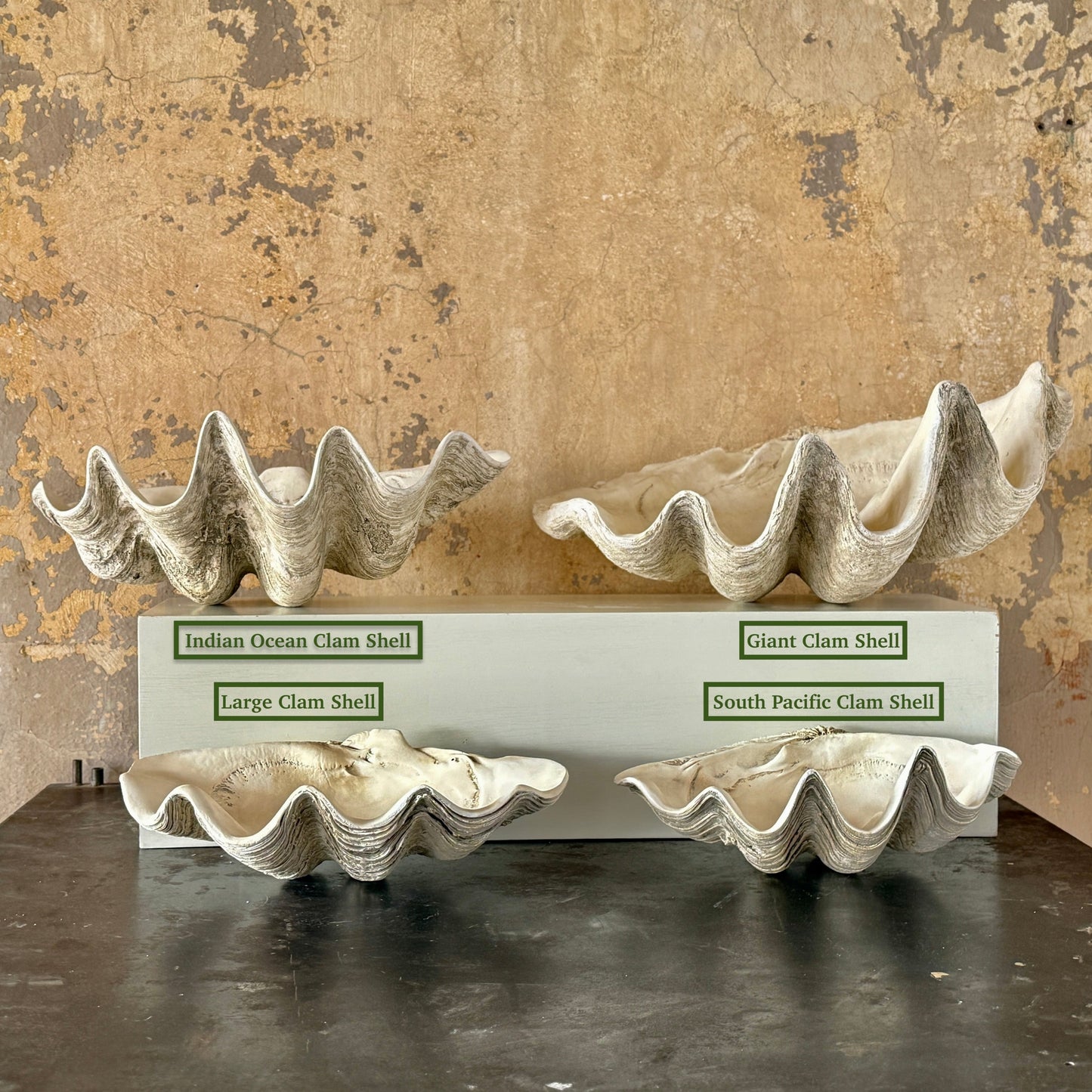 Giant Clam Shell
