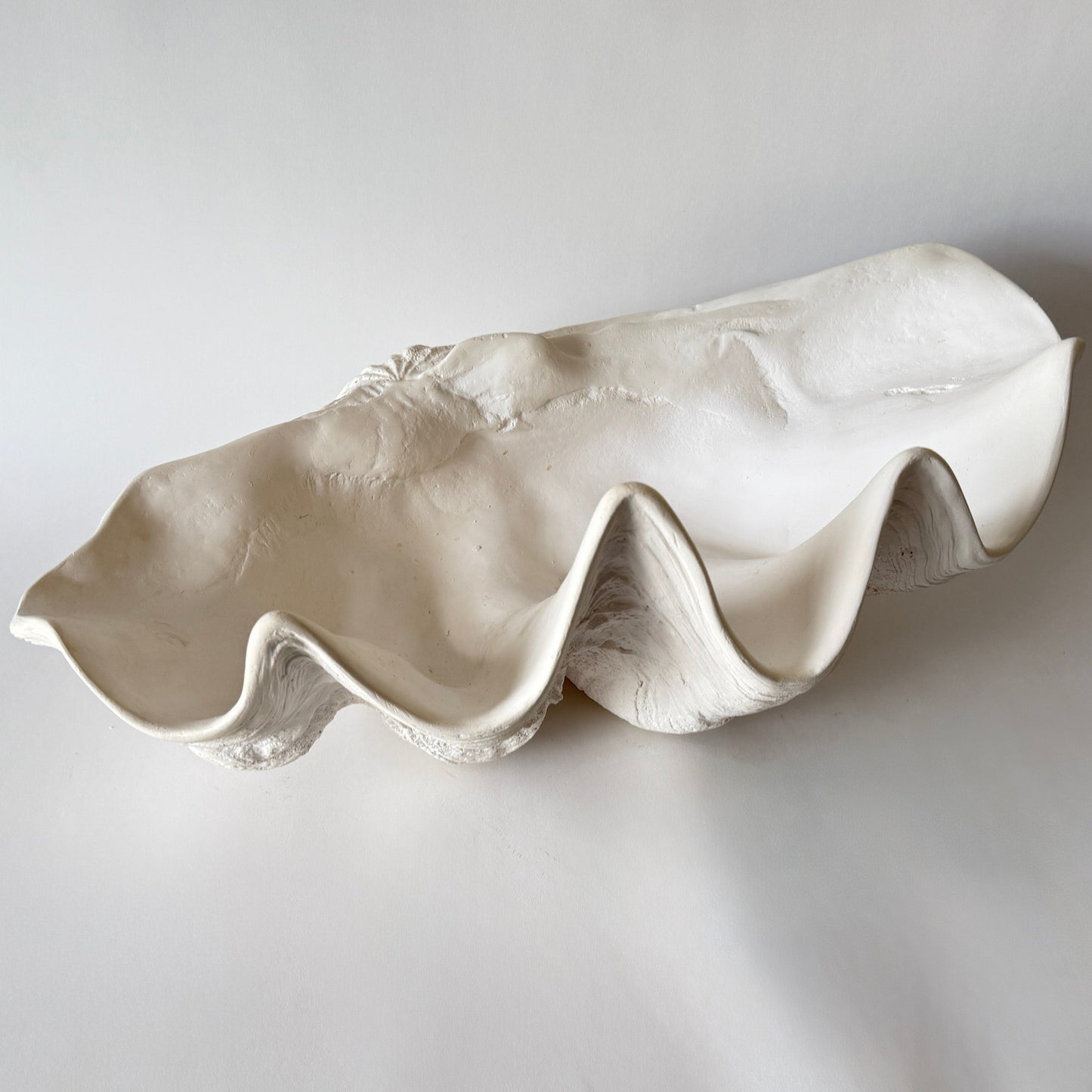 South Pacific Clam Shell