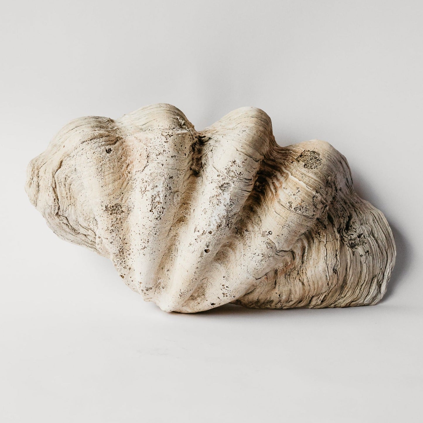 Indian Ocean Clam Shell