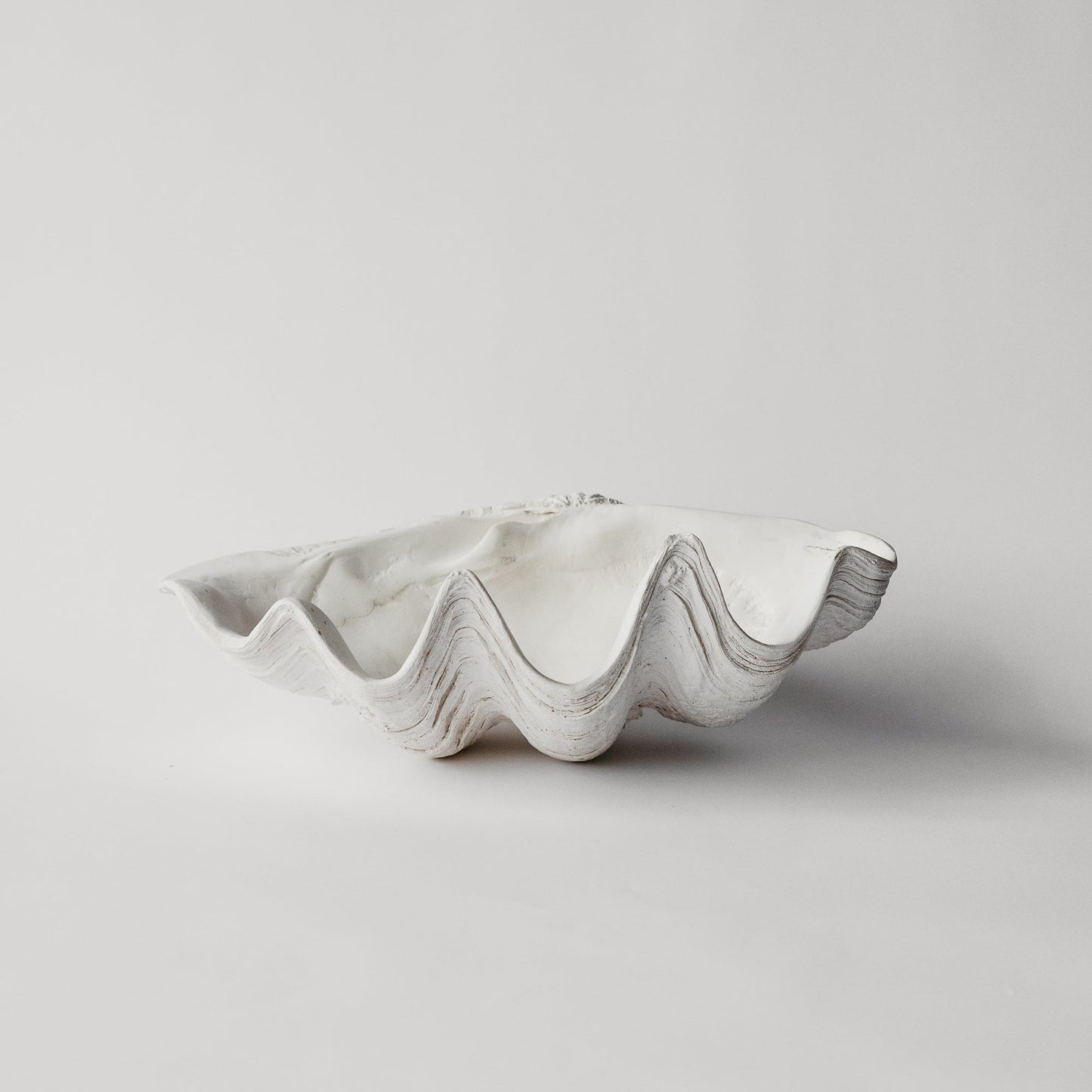 South Pacific Clam Shell