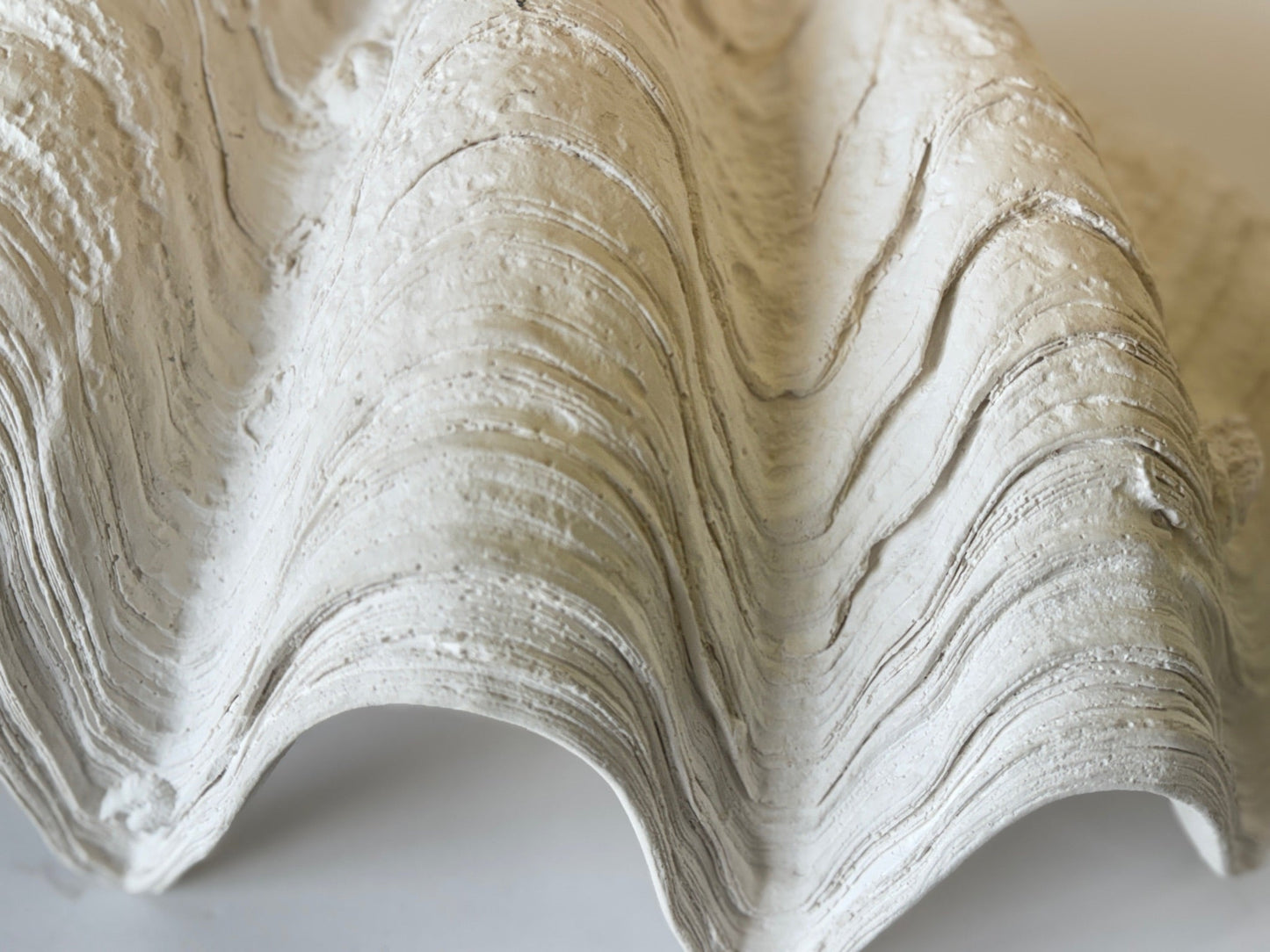 South Pacific Clam Shell
