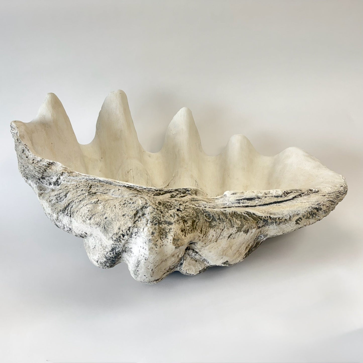 Giant Clam Shell