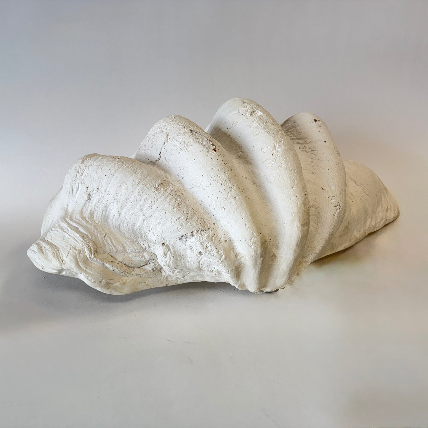 South Pacific Clam Shell