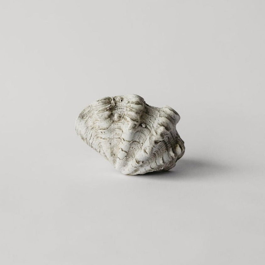 Mini Clam Shell