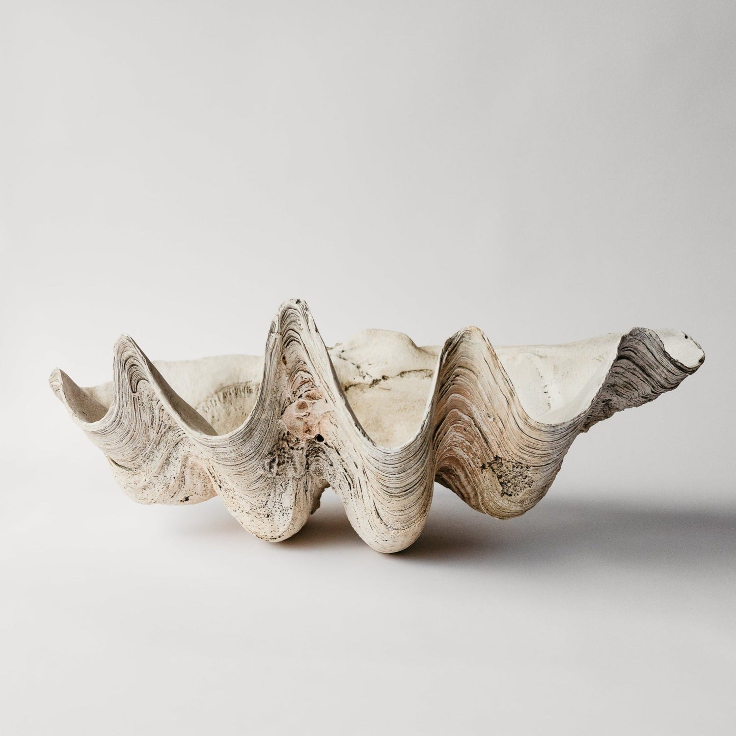 Indian Ocean Clam Shell
