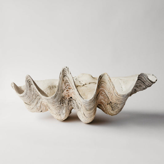 Indian Ocean Clam Shell