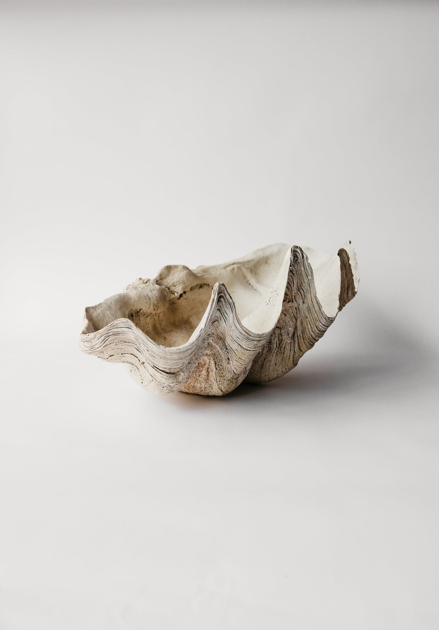 Indian Ocean Clam Shell