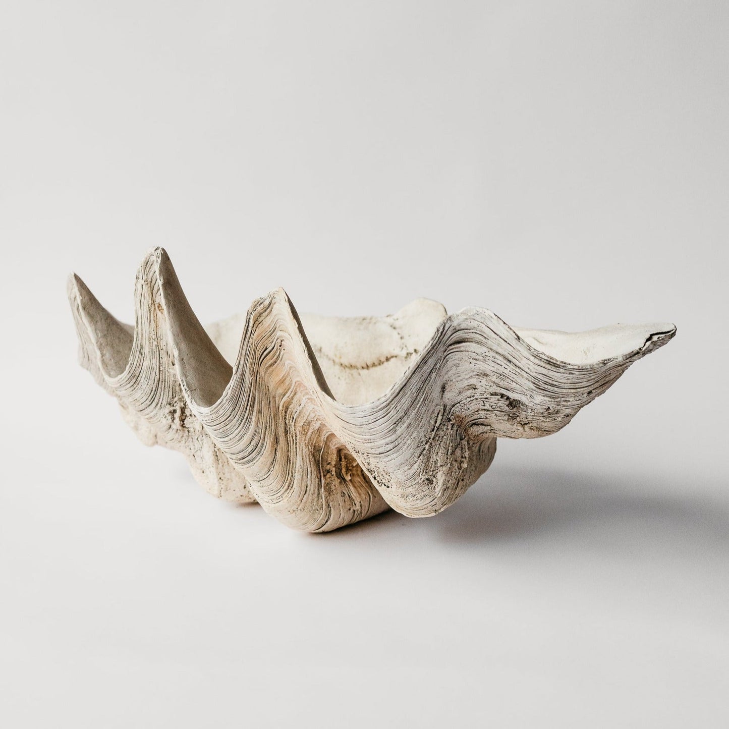Indian Ocean Clam Shell