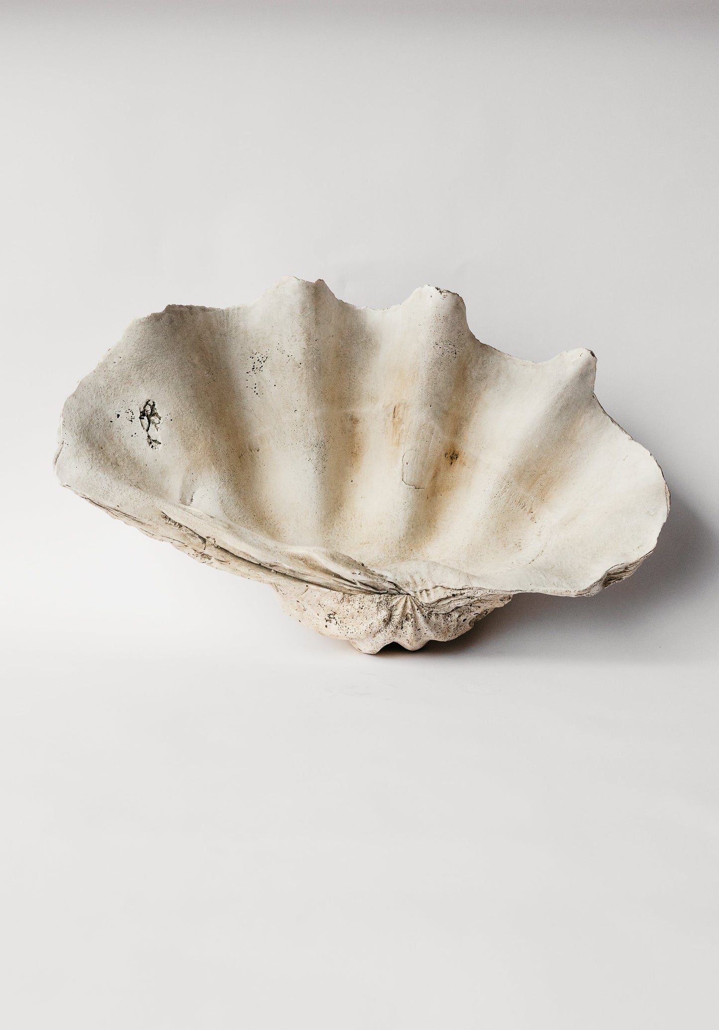 Indian Ocean Clam Shell