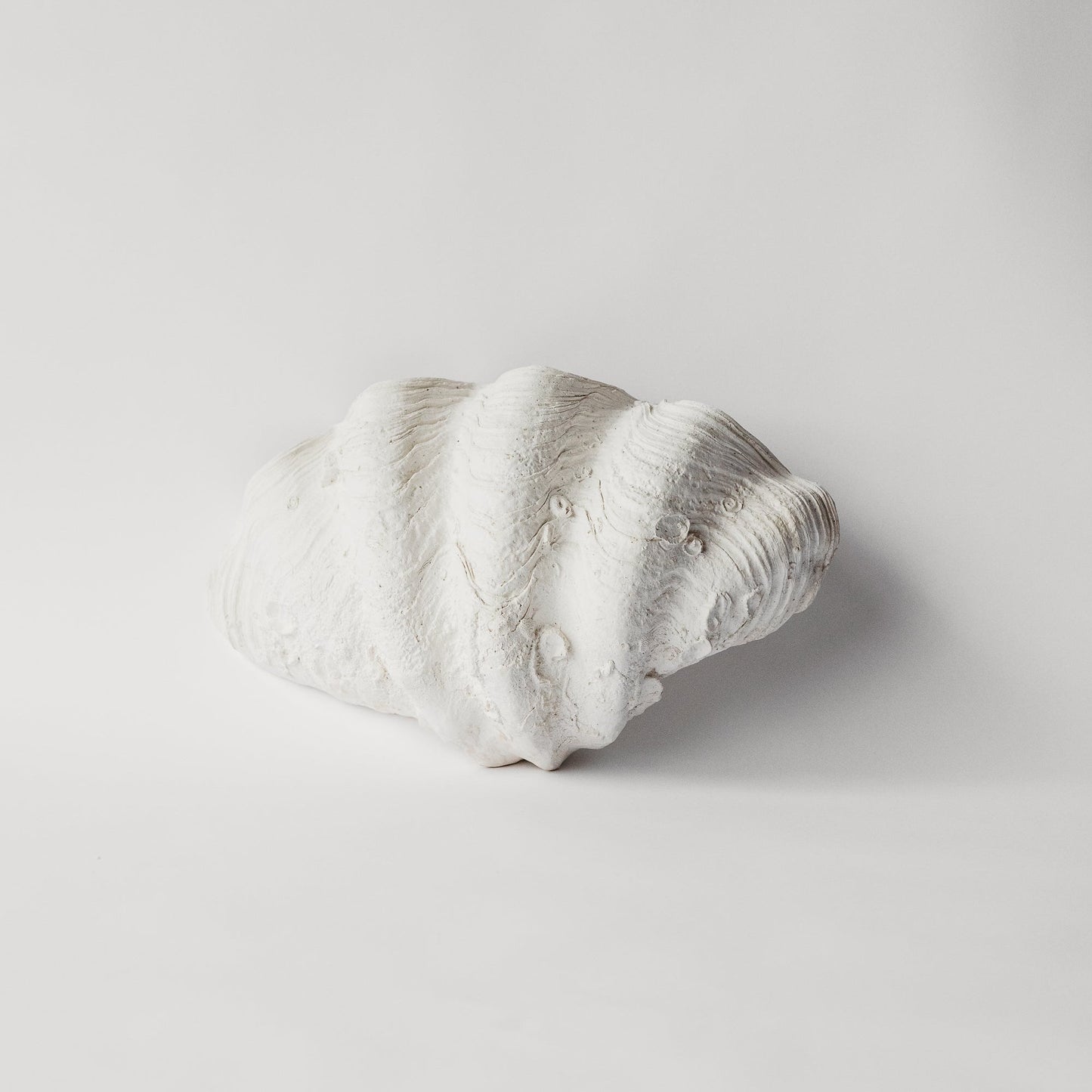 South Pacific Clam Shell