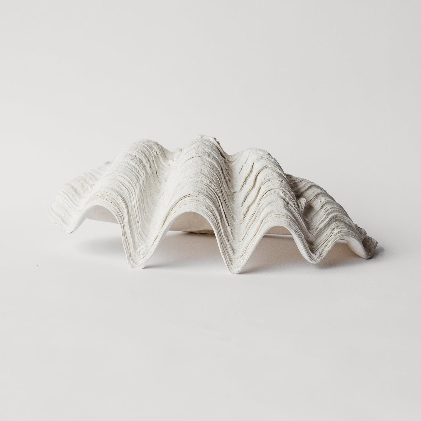 South Pacific Clam Shell