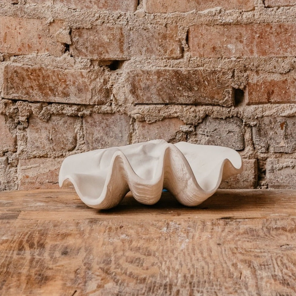 Small Clam Shell
